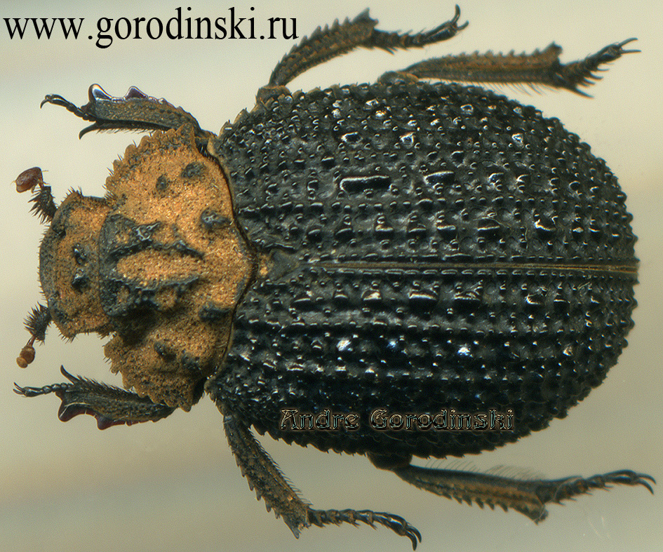 http://www.gorodinski.ru/scarabs/Trox asperulatus.jpg